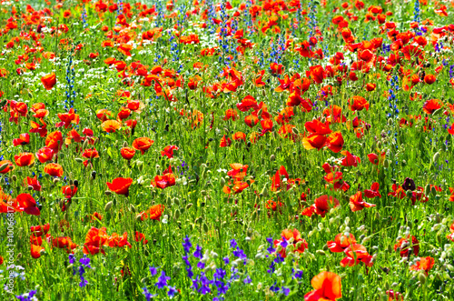 meadow with wild poppies