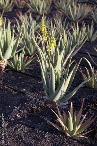 Aloe Vera plants on the field in the north of Lanzarote, Canary