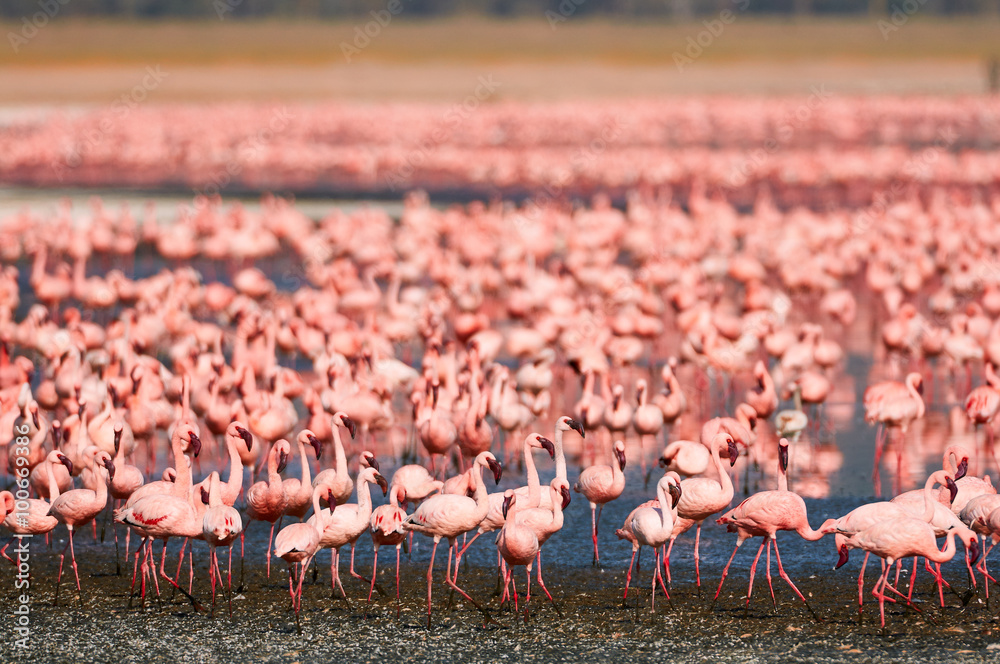 Naklejka premium Piękne mniejsze flamingi