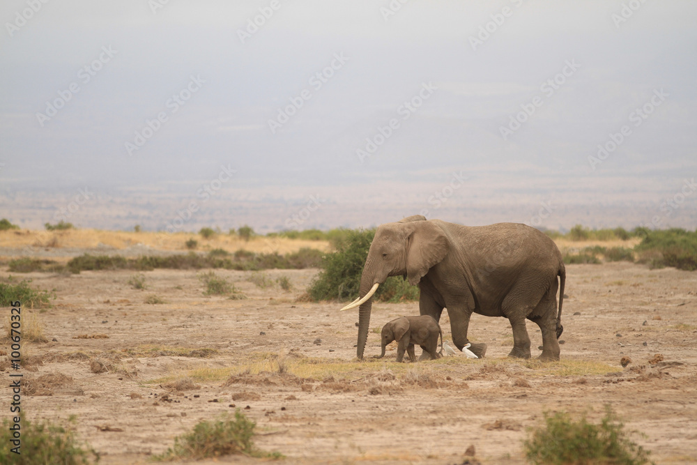 Amboseli National Park is a sanctuary of elephants near mount kilimanjaro