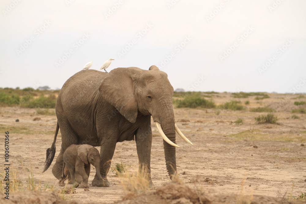 Amboseli National Park is a sanctuary of elephants near mount kilimanjaro