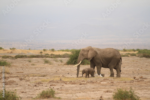 Amboseli National Park is a sanctuary of elephants near mount kilimanjaro