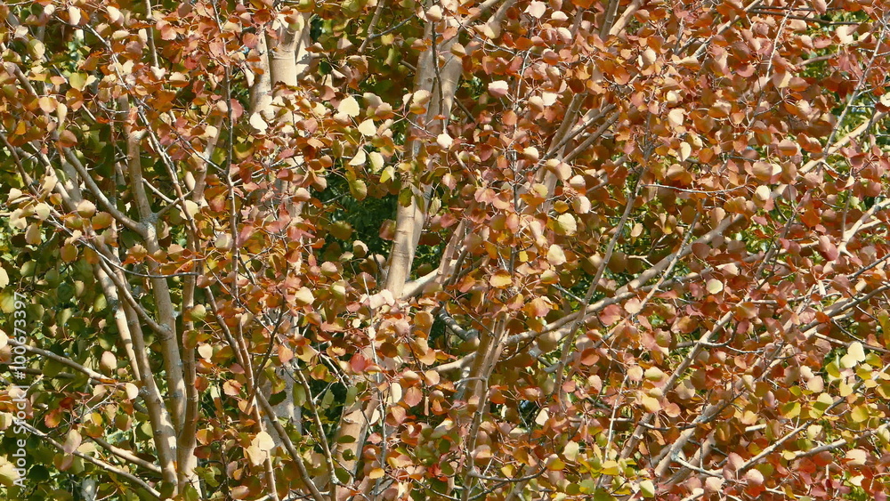 Autumn Red Leaves Rustle in The Aspen, Long Shot Autumn Red Leaves Rustle in The Aspen, Long Shot