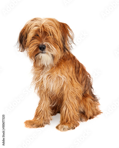 Fototapeta Naklejka Na Ścianę i Meble -  Cute Shaggy Mixed Breed Dog Sitting