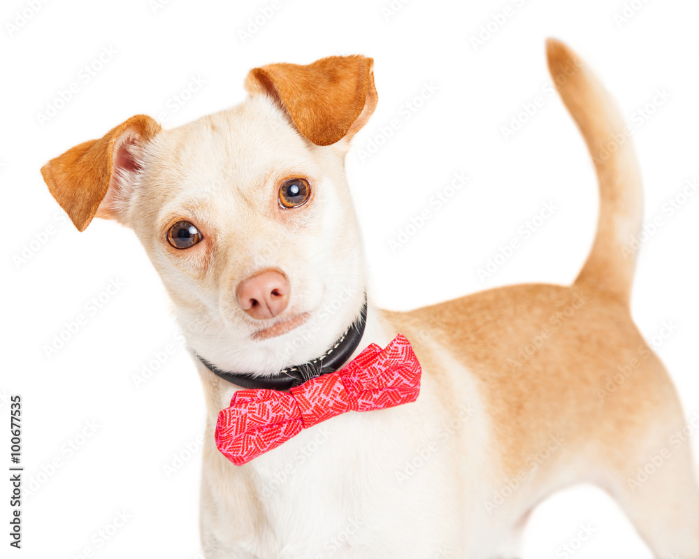 Closeup Chihuahua Dog Wearing Pink Bowtie