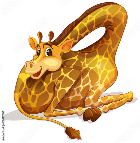 Cute giraffe folding its neck