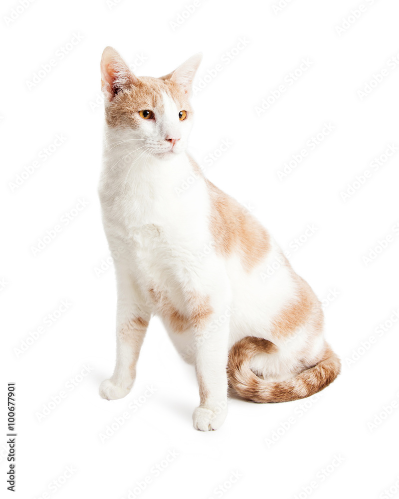 Pretty Cat Sitting Upright Looking Side