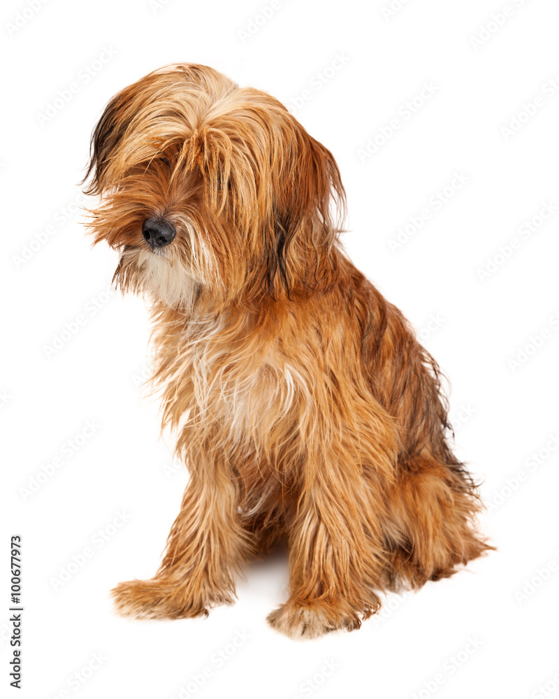 Cute Shaggy Dog Sitting Tilting Head