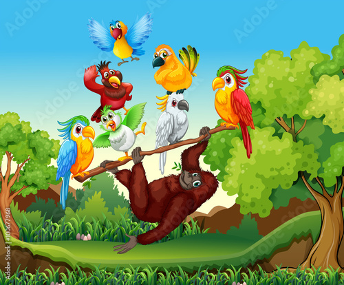 Wild birds and urangutan in the forest