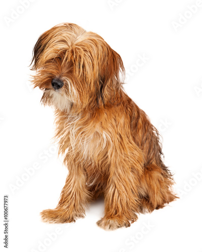Fototapeta Naklejka Na Ścianę i Meble -  Cute Shaggy Dog Sitting Tilting Head