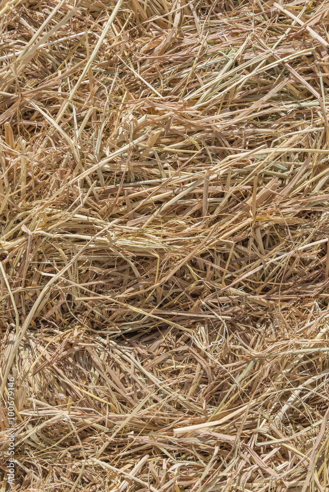 Dries hay with cereals and other wild meadow herbs as a texture, good quality forage for cattle