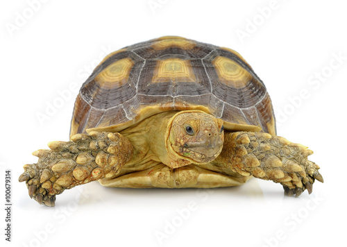 turtle isolated on white background