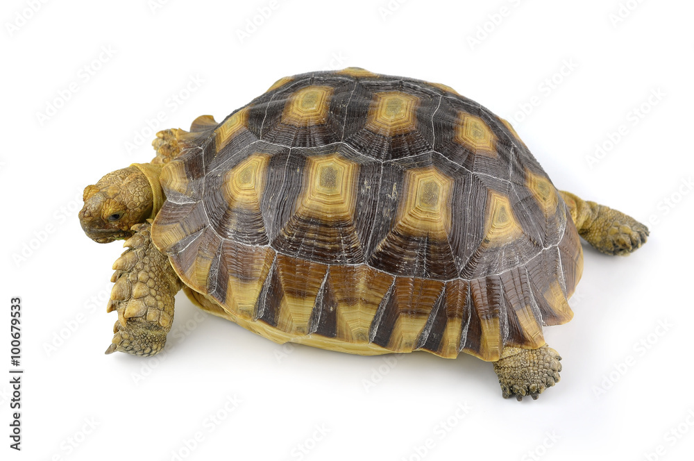 Fototapeta premium turtle isolated on white background