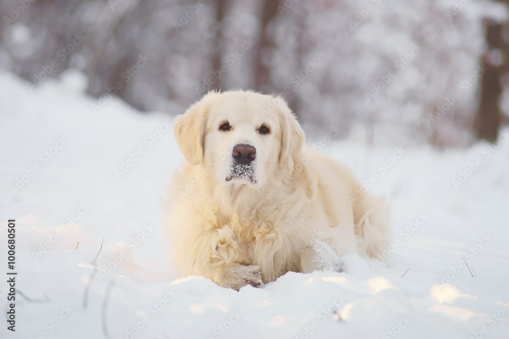 Golden Retriever dog lying in the snow in winter forest