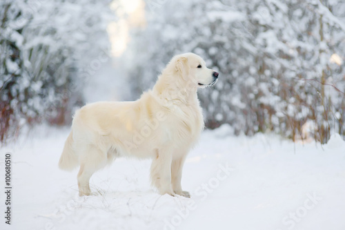Canvas Print Golden Retriever dog staying in the snow in winter forest