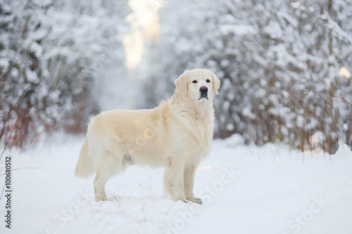 Golden Retriever dog staying in the snow in winter forest
