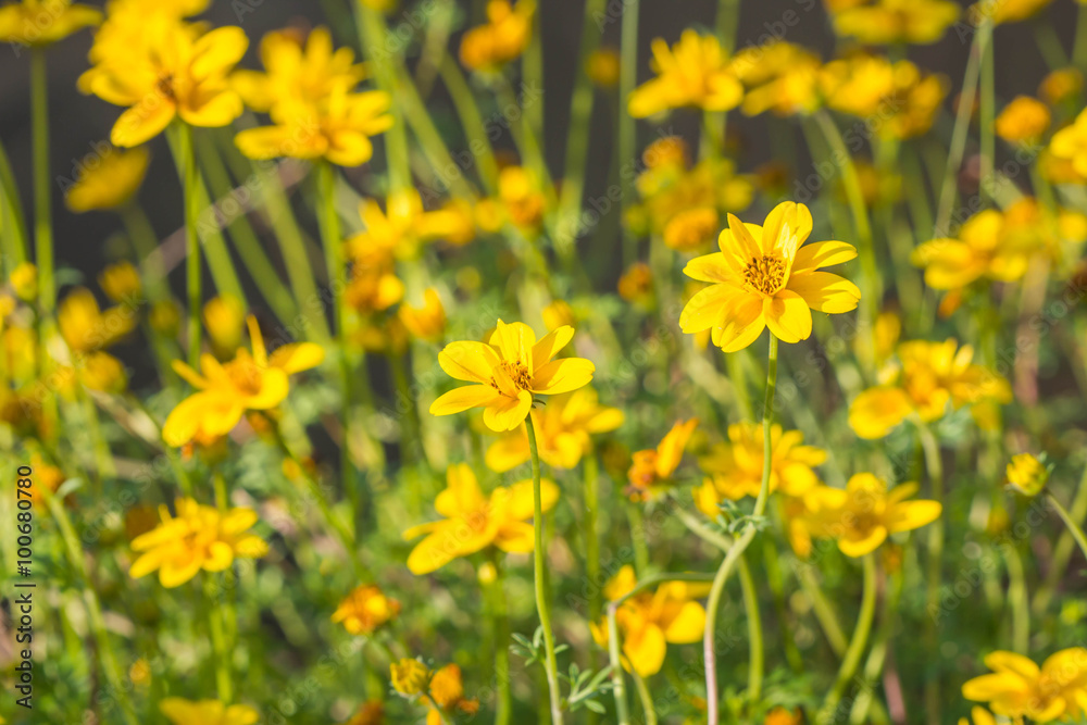 flowers in garden