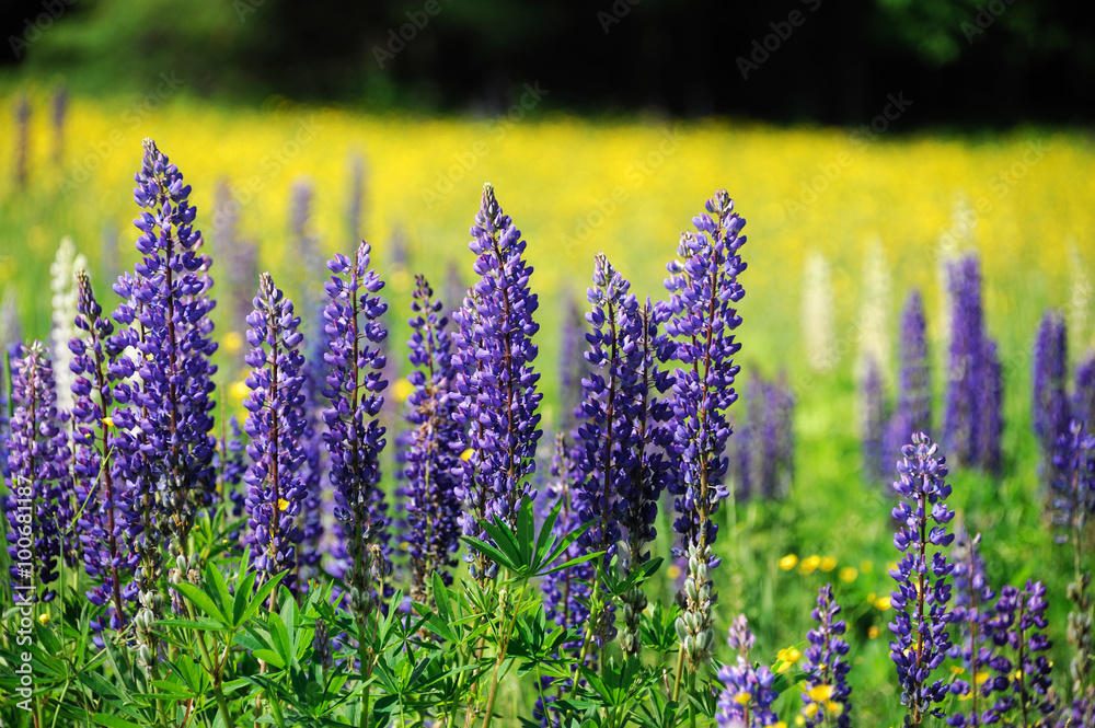 Fototapeta premium lupine blooming in spring