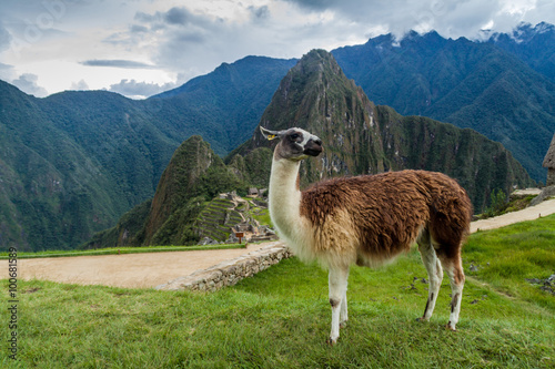 Lama at Machu Picchu ruins, Peru © Matyas Rehak