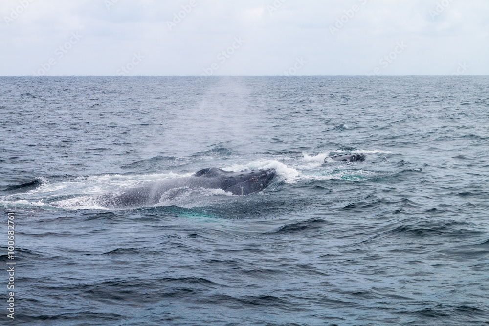 Humpback whale (Megaptera novaeangliae) in Machalilla National Park, Ecuador Humpback whale (Megaptera novaeangliae) in Machalilla National Park, Ecuador
