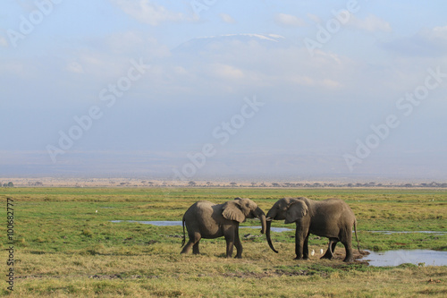 Amboseli National Park is a sanctuary of elephants near mount kilimanjaro photo