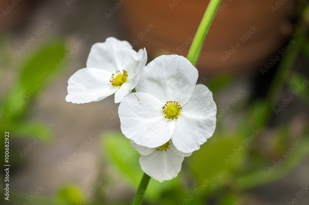 Obraz premium Small white flowers