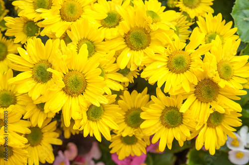 Hybrid pink chrysanthemum flower