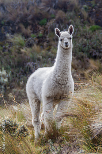 Llama in National Park Cajas  Ecuador