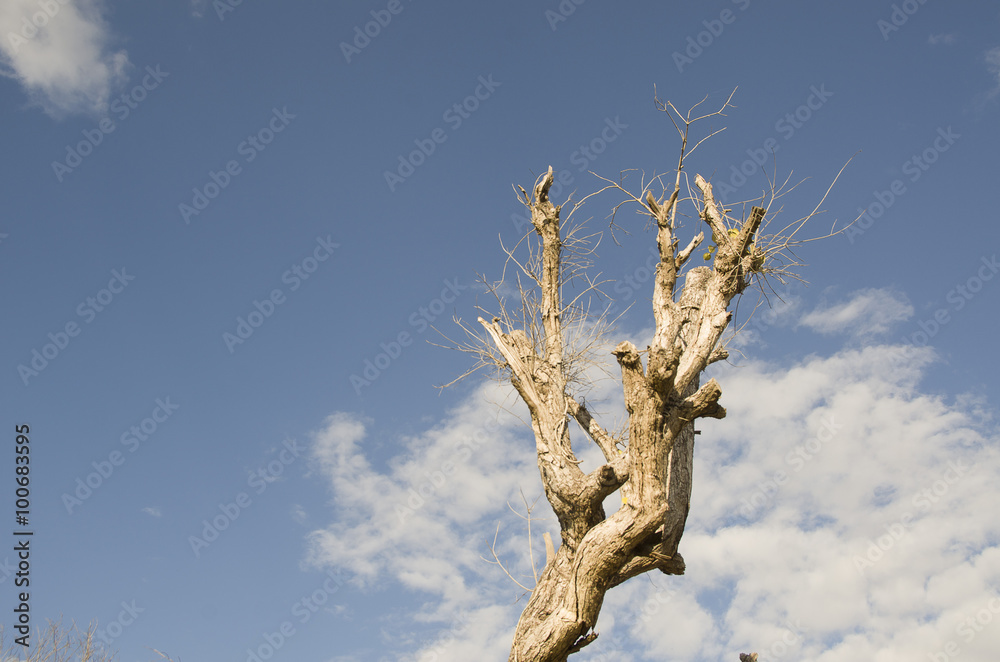 tree dead sky old blue nature dry background wallpaper plant pattern wood tree dead sky old blue nature dry background wallpaper plant pattern wood