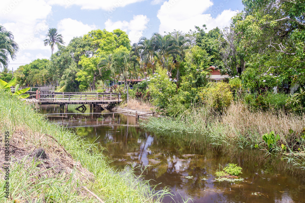 Water canal between former plantations in Suriname Water canal between former plantations in Suriname