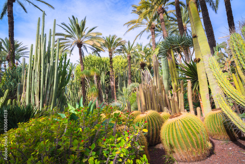 Cactus in the Botanical Gardens of El Huerto del Cura in Elche near Alicante in Spain.