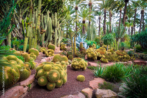 Cactus in the Botanical Gardens of El Huerto del Cura in Elche near Alicante in Spain. photo