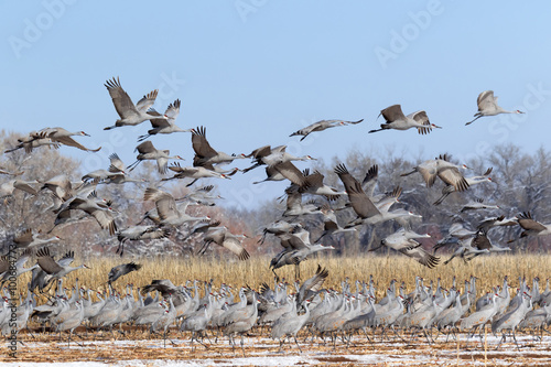 Flock of Sandhill Cranes in the snow-covered corn field, Bernardo wildlife Area near Socorro, New Mexico 