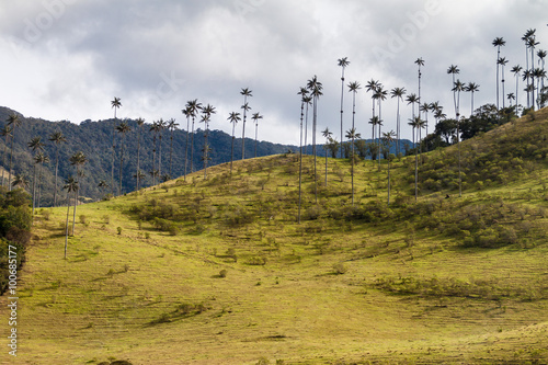 Wax palms in Cocora valley, Colombia photo