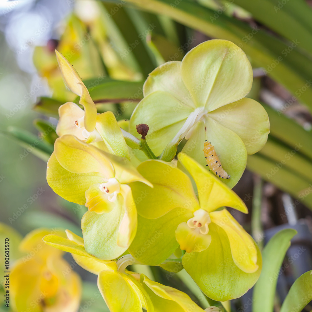 Obraz premium Close up of yellow orchid