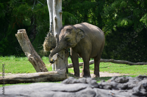 Young Asian elephant eat food