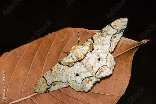 Biston inouei moth photo