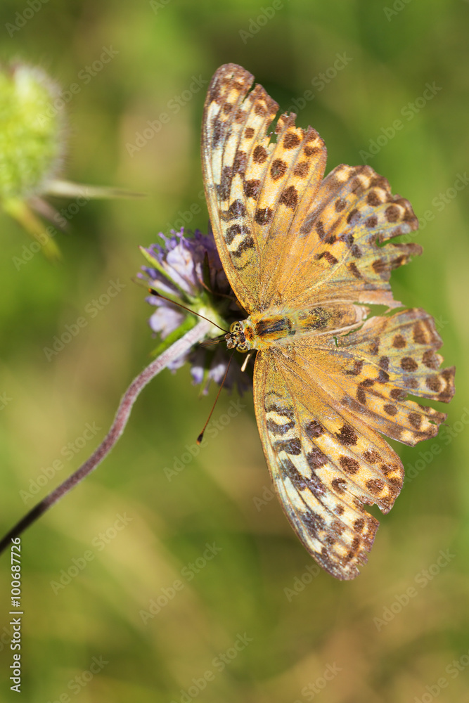 Obraz premium butterfly close up