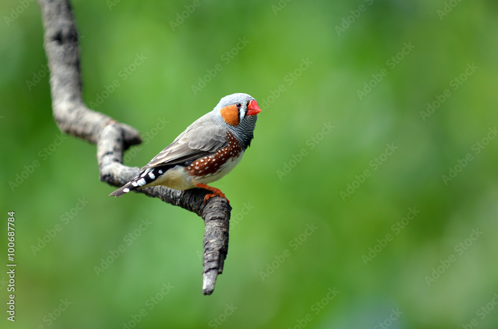 Obraz premium Zebra finch exotic bird sit on a tree branch