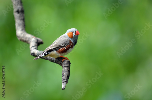 Photographie Zebra finch exotic bird sit on a tree branch