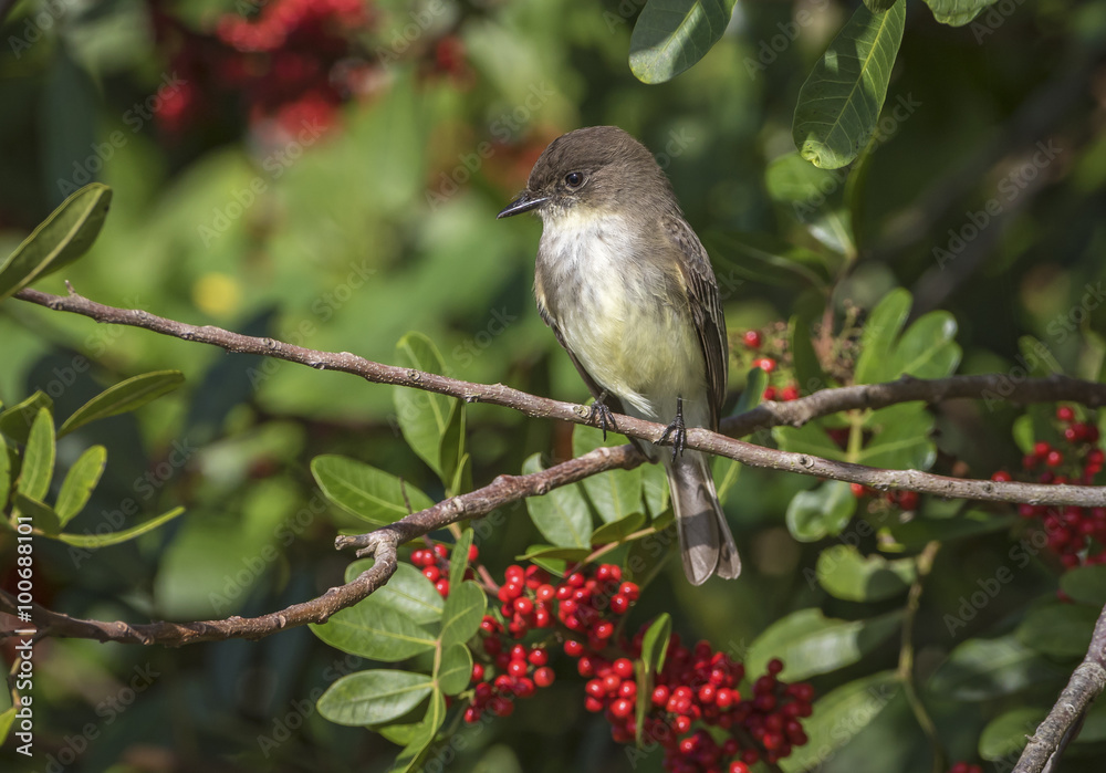 Eastern Phoebe Perched in a Brazilian Pepper Tree - Florida Eastern Phoebe Perched in a Brazilian Pepper Tree - Florida