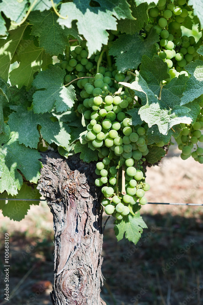 Fototapeta premium Young green grape