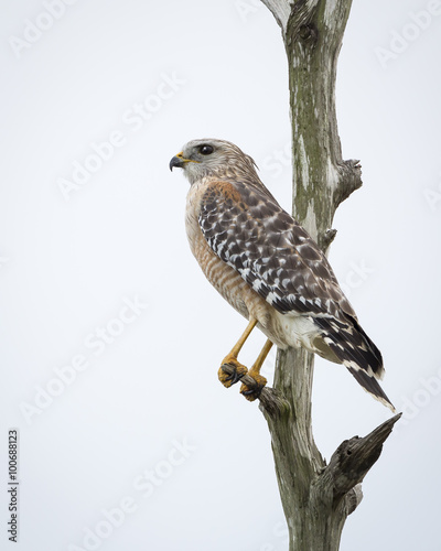 Red-shouldered Hawk Perched in a Dead Tree - Florida