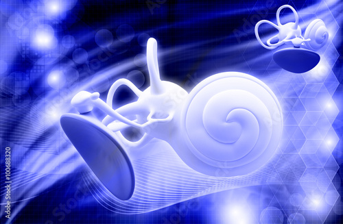 inner ear structure
 photo