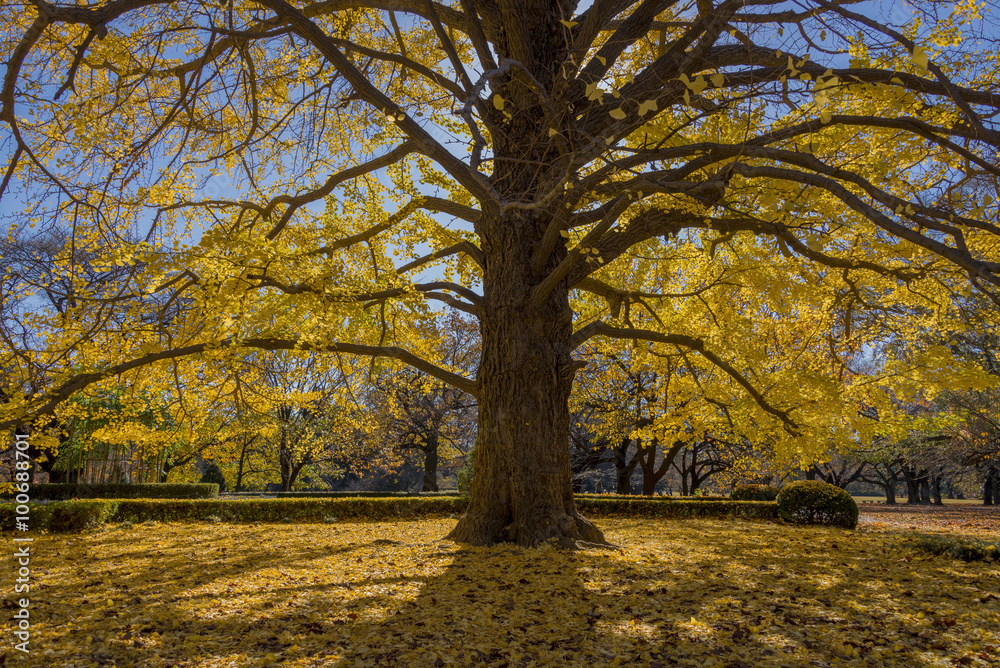 Fototapeta premium Ginkgo tree in Autumn