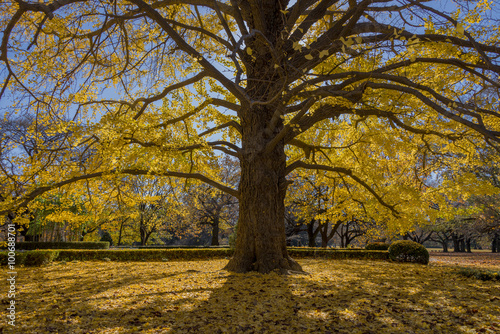Ginkgo tree in Autumn