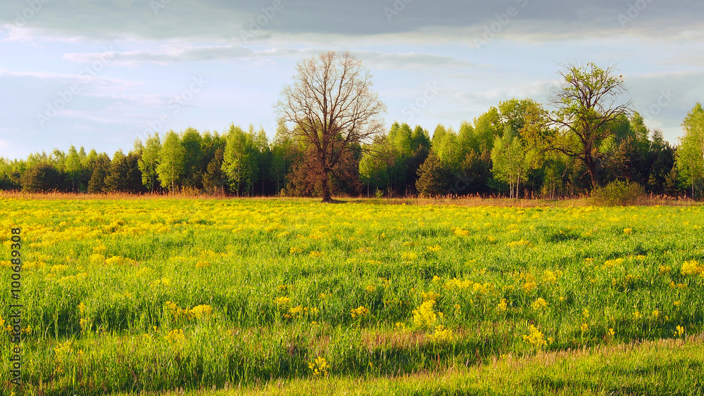 Green Meadow WIth Flowers In Spring
