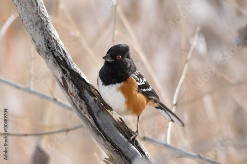 Spotted Towhee perching on branch, Bernardo Wildlife Area, New Mexico photo