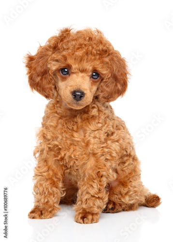 Toy Poodle puppy