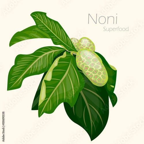 Illustration of noni. Fresh fruit background.
